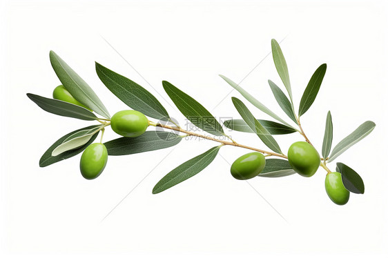 橄榄枝上的橄榄图片