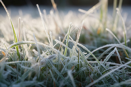 霜降节气霜冻的小草背景