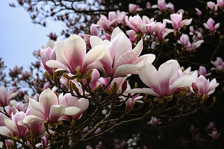 玉兰花图片