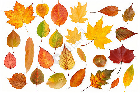 各种各样的秋叶图片