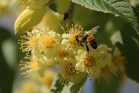 菩提花上的蜜蜂背景图片