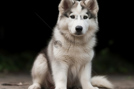 阿拉斯加马尔穆特犬图片