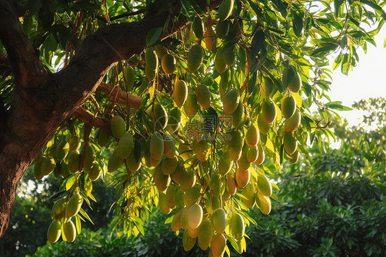 芒果树图片