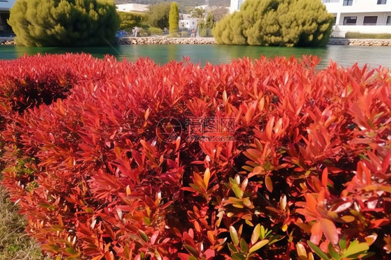 河边红色叶子的植物图片