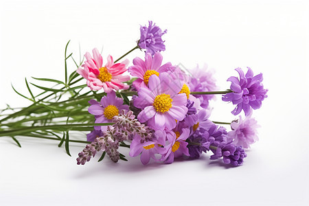 紫色小雏菊白色背景背景图片