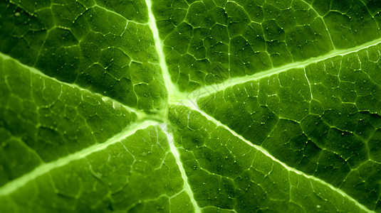 在光学显微镜下的植物叶子图片