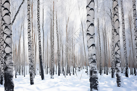 冬季的白桦树图片