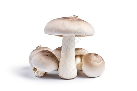 农场培育的的蘑菇图片