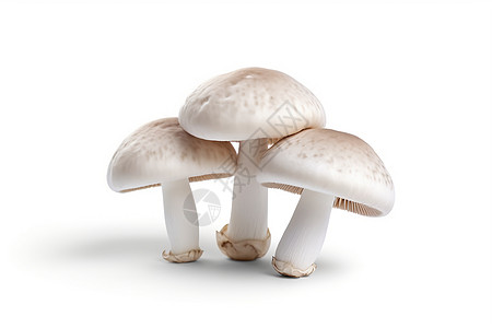 培育的白色蘑菇图片