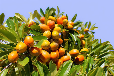 热带水果种植园图片