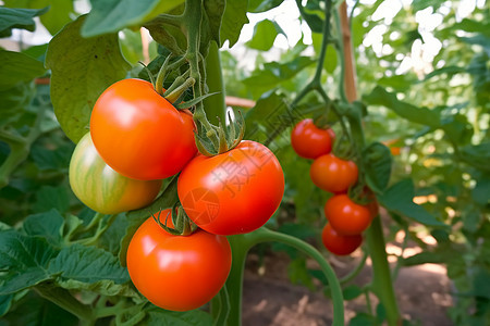 室内温室中种植的西红柿图片