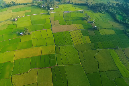 巴厘岛农村地区稻田图片