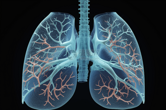 临床实验的呼吸系统模型图片