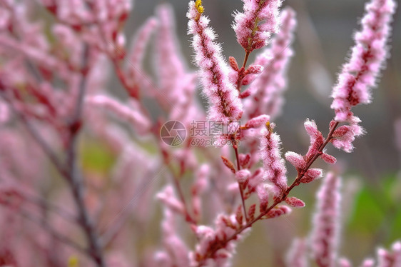 红柳花枝春季特写图片