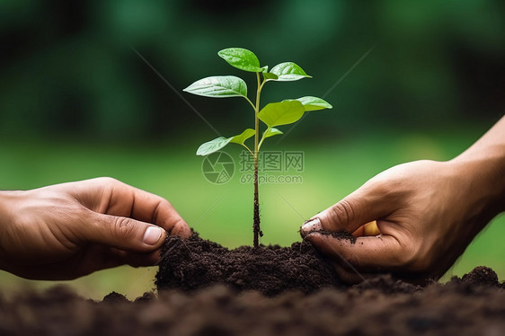 两只手一起提起土里的树苗图片