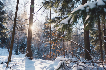 积雪森林图片