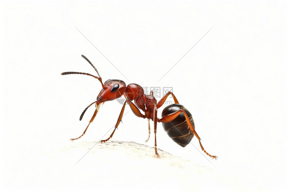 白色背景上的蚂蚁图片