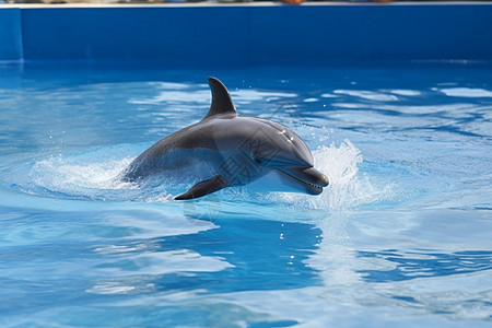 水族馆里的海豚图片