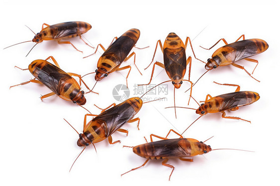 成群的死蟑螂图片