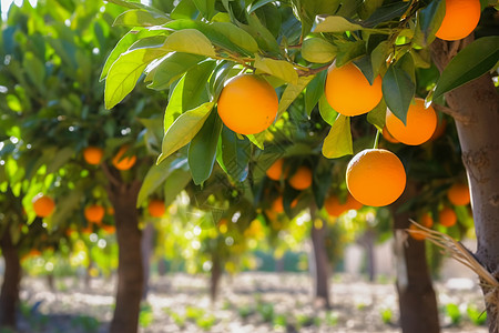 结橙子的橙树图片