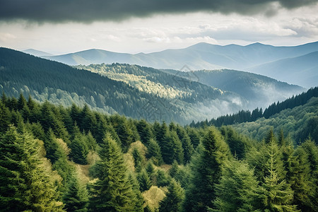 大自然的绿色森林高清图片下载-正版图片600162117-摄图网