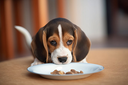 可爱的小比格犬图片