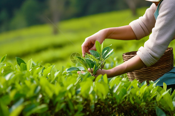 在茶园采摘茶叶的工人图片
