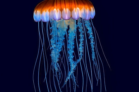 深海水母图片