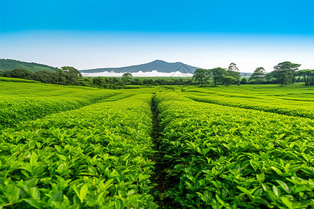 广阔的茶叶种植园图片