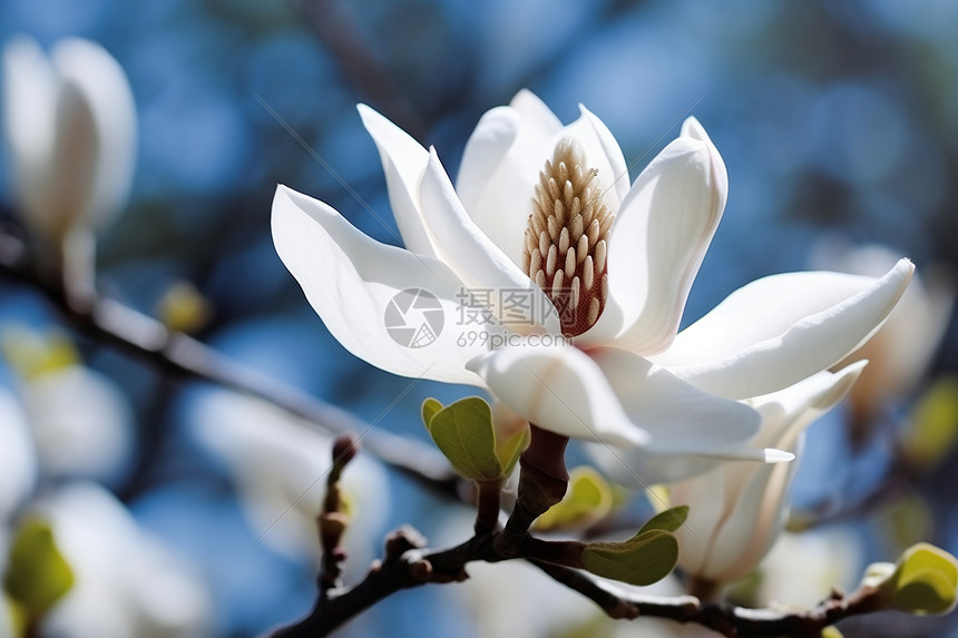 玉兰花的特写高清图片下载-正版图片600163192-摄图网