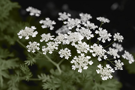 花园里的小花图片