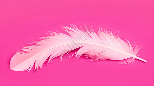 粉红背景上的白色羽毛高清图片