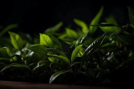 新鲜的茶叶图片