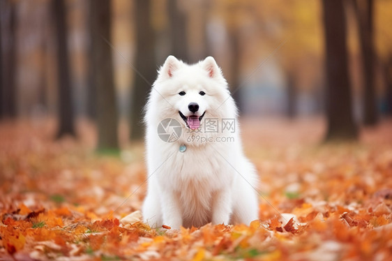 可爱的狗狗在秋天的公园中图片