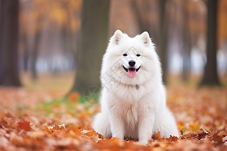 可爱的狗狗在秋天落叶中蹲坐图片