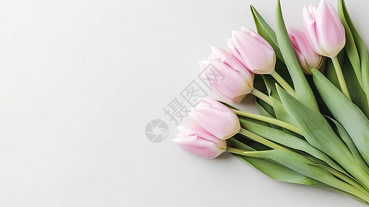 白色背景上的粉色郁金香图片