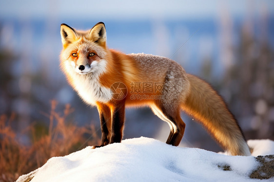 美丽的红狐狸图片