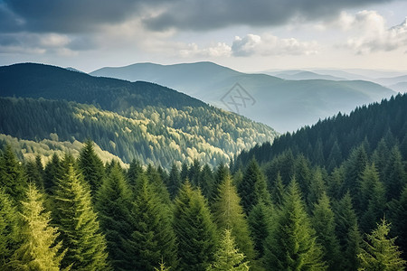 绿山森林风景图片