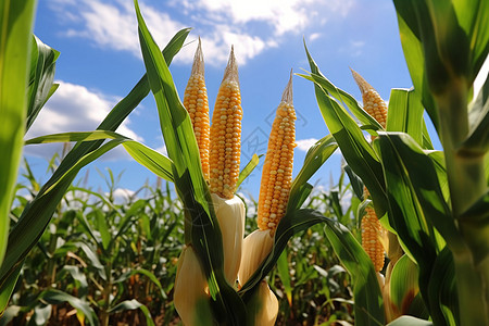 农田成熟的玉米作物背景图片