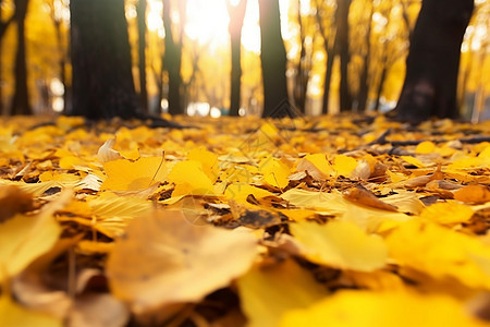 秋天地上落叶的特写镜头图片