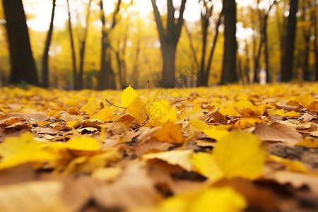黄色落叶在秋天的公园图片