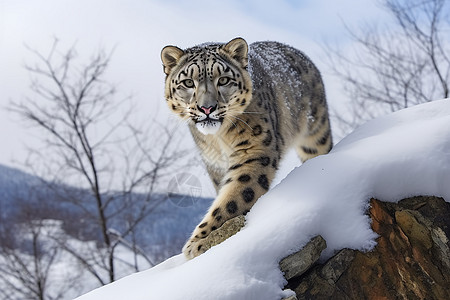 中寻找猎物的雪豹图片