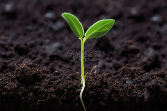 肥沃的土壤里的幼苗图片