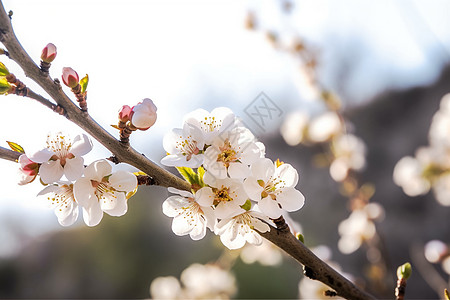 杏仁花在阳光下盛开背景图片