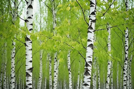 森林中新鲜绿叶的桦树图片