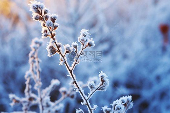 冬天冰霜的植物图片