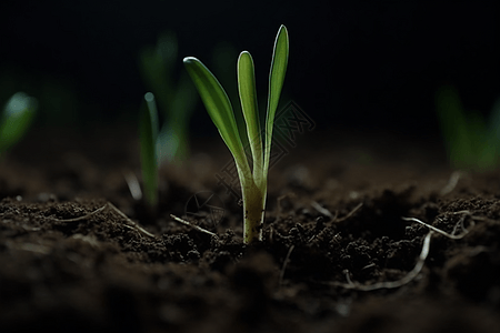 土壤中生长的小麦图片