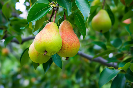 果树上即将成熟的梨子图片