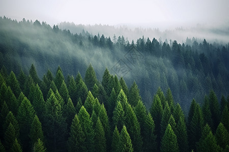 起迷雾的松树森林背景图片