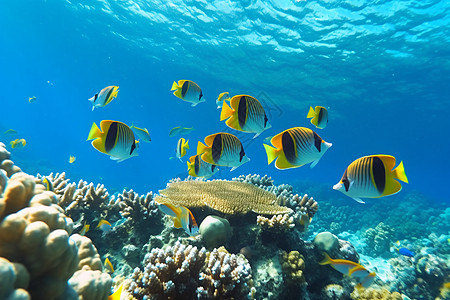 海洋中的海洋生物图片